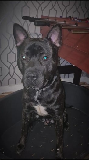 #dog#puppydog#viral#dogtiktok