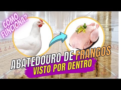 Abatedouro Frango, o Passo a Passo Abate / Matadero Pollo Fainado