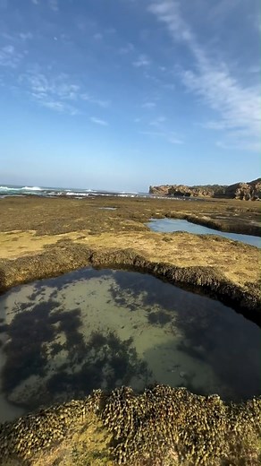 📍 Montforts Beach, Blairgowrie Lose track of time exploring Montforts Beach’s magical rockpools. Tiny crabs, shimmering shells and all manner of marine creatures are waiting to be discovered. 🌊🦀 📹 @walk_mornington_peninsula | Mornington Peninsula Visitor Centre
