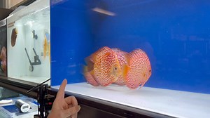 Jumbo pigeon checkerboard ❤️. Some with tight checkerboard pattern and some with the open flora pattern and all huge! Goldenstatediscus.com Or Text/call Lynda at 916-257-5334 | Golden State Discus