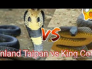 Inland Taipan VS King Cobra