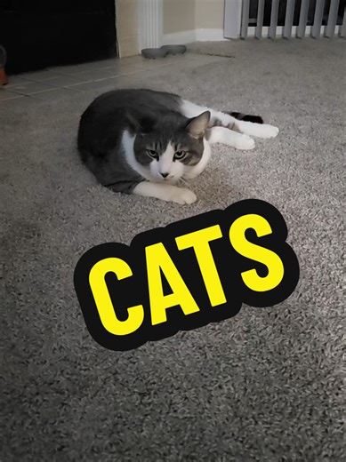 The Role of Cats in Ancient Egyptian Culture