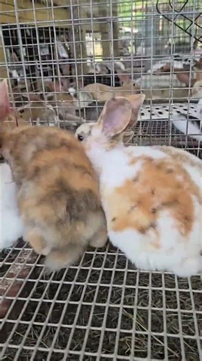 @therabbitqueen5: Look at these gorgeous rex rabbits!