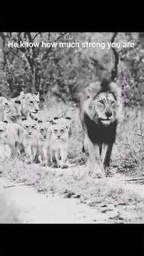 lion power for pride.#animallife #animals #wildlife