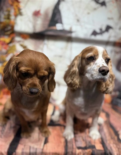 West Yorkshire Dog Rescue on Reels