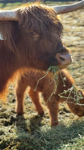 Momma and Baby Highland Cow Bonding Moment