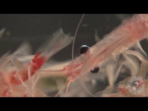 Antarctic Krill