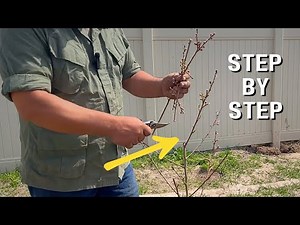 YEAR 1: How to Prune First Year Peach Tree