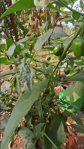 So Many Chillies! 🌶️ You Won’t Believe These Varieties”