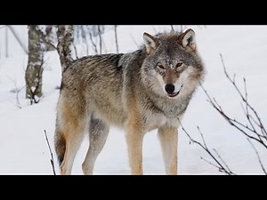 Angry wolf growling sounds