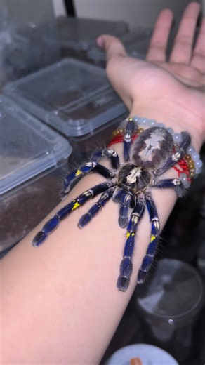 Cute Fluffy Tarantula: The Ultimate Pet