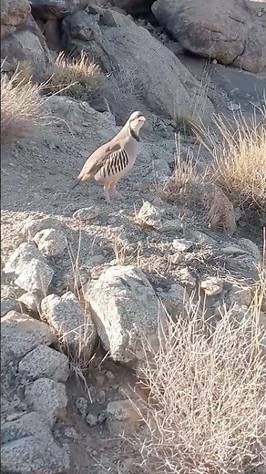 Partridge Singing Beautifully in the Wild Nature 🐦🌿