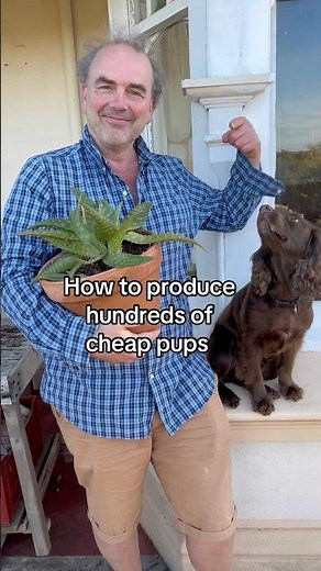 How to propagate aloe vera plants and increase your botanical, medicinal plant collection.