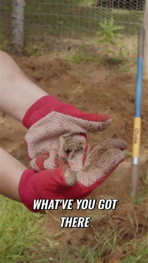 Saving a Toad! Unexpected Wildlife Encounter #garden #gardening #homestead #homesteadlife