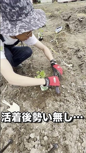 寒いうちはゴーヤを定植するな！初期生育を順調にさせるなら、定植時期を見極めよう。ゴーヤでグリーンカーテン。15℃以下では植えないで！ #レッツ農 #shorts #農業 #ゴーヤ #家庭菜園