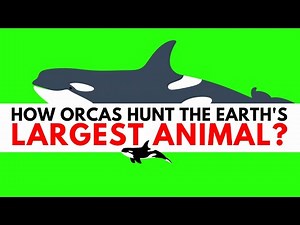 How Orcas Hunt? Blue Whale vs Killer Whale (4K)