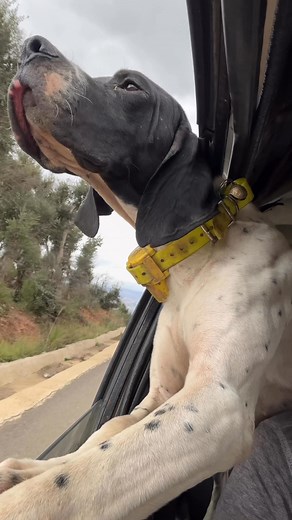 75K views · 2.9K reactions | #dog #hunting #pointer #chien | Hunter Koceila | Facebook