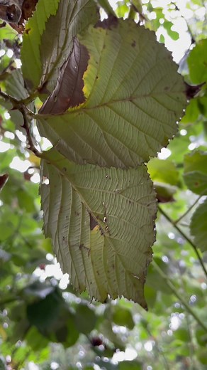 #nature #naturelovers #natureathome #natureasmr #asmrsounds #mothernature #fypシ #fyp #calming #calm #calmmoments #natural #grounding #naturemoments #myyard #backyardvibes #backyard