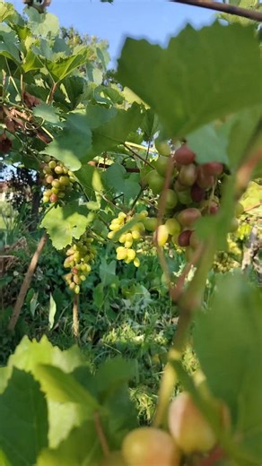 4.4K views · 46 reactions | Buah anggur di kebun Wira Grape Sejahtera , buah ready sampai januari 2026 ☺️ #kebunanggut #wisataanggur | Gede Dian RakaBudi | Facebook