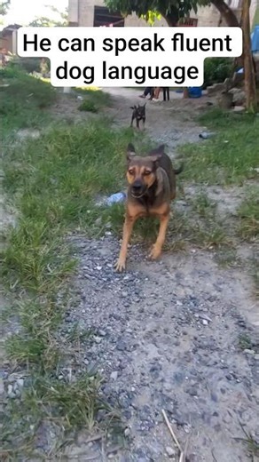 Dank meme 5 (barking at dog)