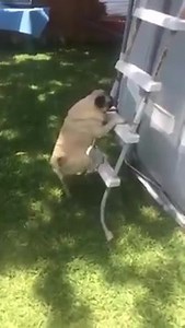 879K views · 18K reactions | Sábado de sol, dia de piscina ! Seu Pug sobe escadas e entra na piscina sozinho ? @opugdeoz | O Pug de OZ | Facebook