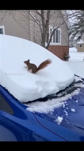 Red squirrel turns a snowy car windscreen into its own personal treadmill in Finland. While it looks like a treadmill workout, the squirrel is likely just trying to get to the roof of the car or find a higher vantage point. | Get Wild