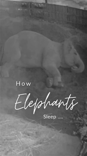 🇬🇧🐘 Understanding Elephant Sleep Taking good care of elephants also means learning about their needs and behaviors. Every night, we observe and record how long Eva and Lhamo sleep and what happens during the night. This data helps us better understand their health, comfort, and emotional well-being. 💚 And honestly… it never gets old to see elephants sleeping — it’s always a real privilege. ✨ Click here to know how you can help more elephants ➡️ https://www.su4e.org/donate-now Can you guess h