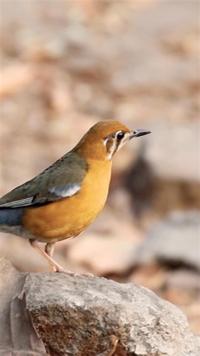 Beautiful Orange-headed Thrush Spotted in the Forest