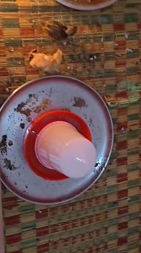 Quail brooding set-up | #shorts