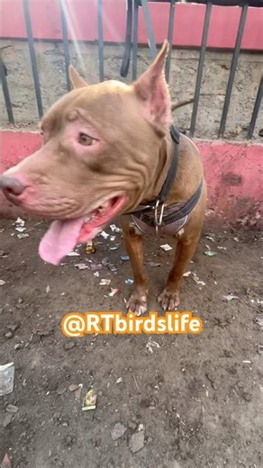 Amrican Pit Bull at Sadar Pets Market #trending #viralvideo #pakistan #animals