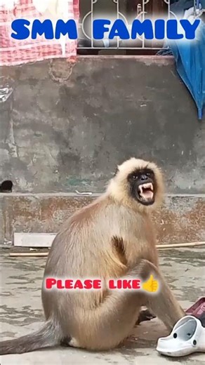 Hanuman video 2026🙊#hanuman #monkey #animal