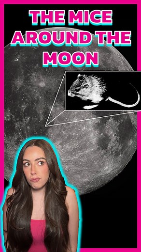 Five mice hold the living-being spaceflight record for the most orbits around the moon! #space #astronomy #astronauts #moonlanding | Astro Alexandra