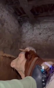 15 reactions | How to help a bloated cow | Quami Obrempong | Facebook