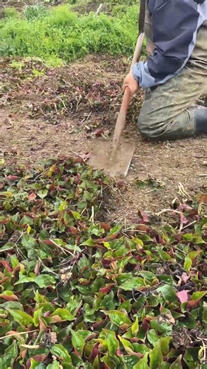 Why Farmers Cut All Houttuynia Leaves? | Harvesting the Edible Underground Rhizomes
