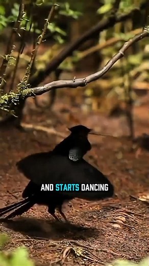 Western Parotia’s Incredible Mating Dance #shorts