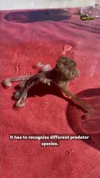 The Mimic Octopus Identifies What Predator Is Approaching and Transforms Into Its Natural Enemy 🐙