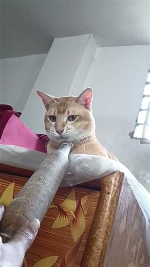 🍞🍞How many breads do you eat? 😾14 #funny #cat#shorts #viral