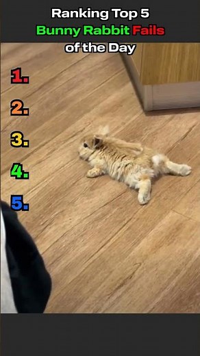 Top 5 Bunny Rabbit Fails of the Day