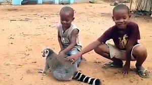 Lemur requires scratch his back