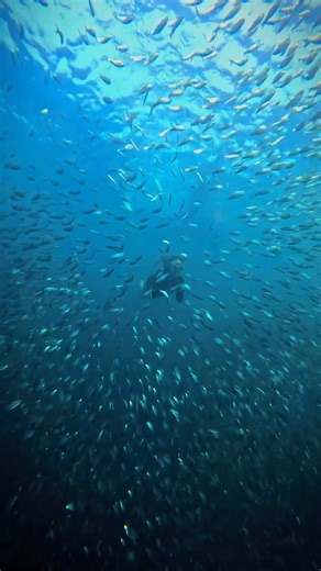 Swimming with a million tiny dancers in Moalboal 🐟✨ #Mermaidgaming | Clyden Dionela