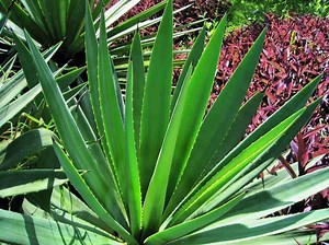 What Is A Dartboard Made Of? | DartHelp.com