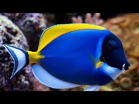 80 JENIS ikan hias laut PALING POPULER, PALING CANTIK, PALING INDAH & PALING LENGKAP di dunia