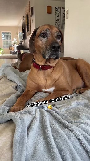 Long Fart Sound Effects Compilation for Dogs