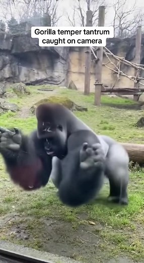 Gorilla Temper Tantrum: Dramatic Displays of Anger