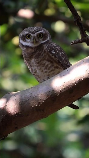 The World's Smallest Owl Has the Cutest Love Story