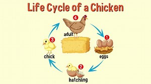 Educational animation depicting stages of chicken life cycle | Premium Stock Video Footage