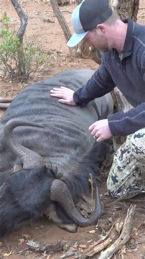 A blue wildebeest is a perfect first hunt in Africa #hunting #africa #safari #outdoors #hunt