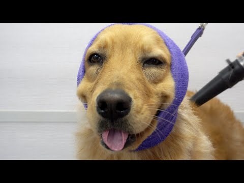 The happiest dog in the world smiles her entire groom