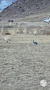 11K views · 367 reactions | Most epic Goshaw Hunting Jack Rabbit Attack moments  Join us to get more information: Animals Life | Abeet | Facebook