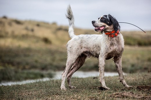 The Best Hunting Dogs for Birds, Big and Small Game, and Tracking